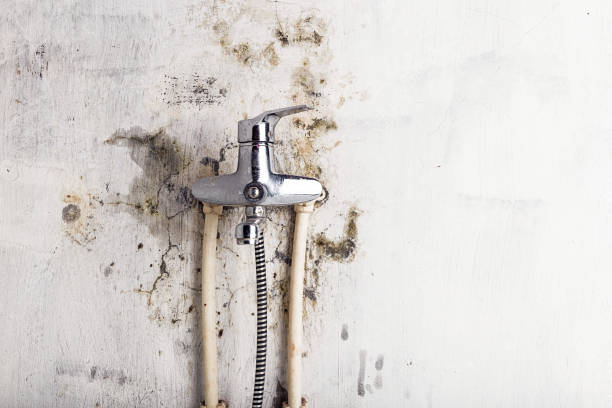 Best Residential Mold Removal  in Galena Park, TX
