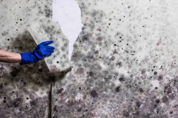 Best Attic Mold Removal  in Galena Park, TX